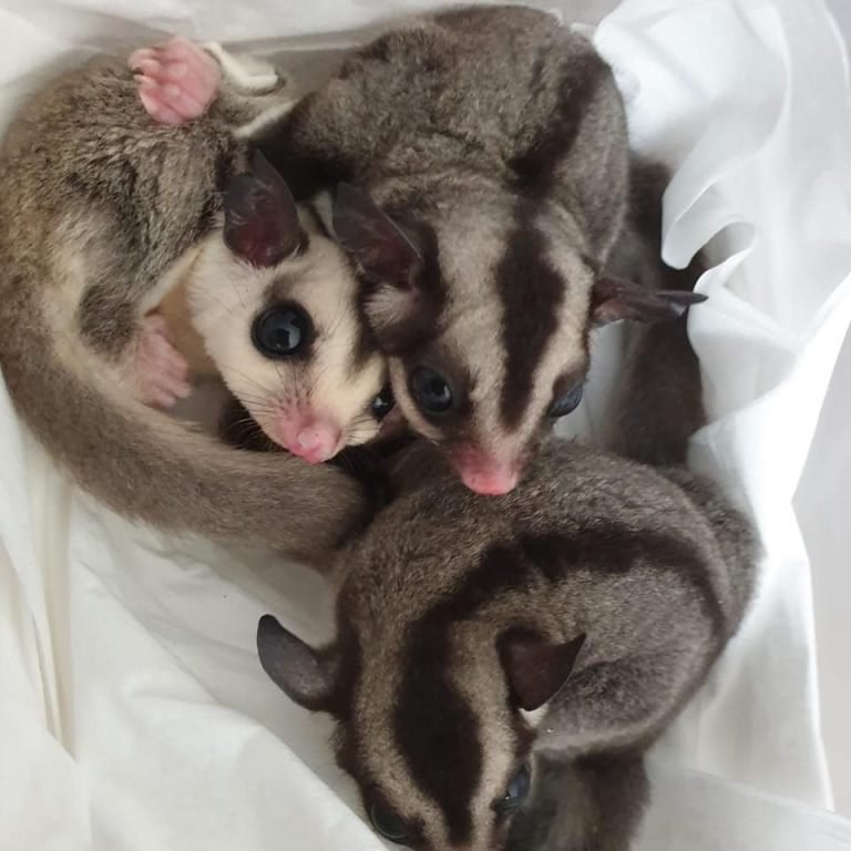 Can You Own A Sugar Glider In Texas