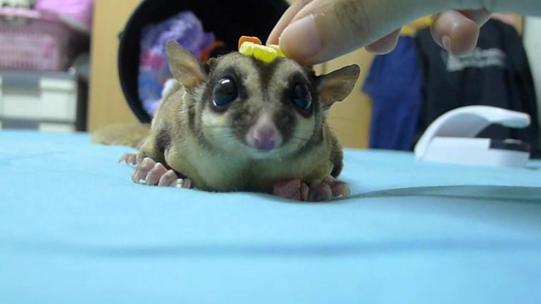 Can You Play With Sugar Gliders During The Day