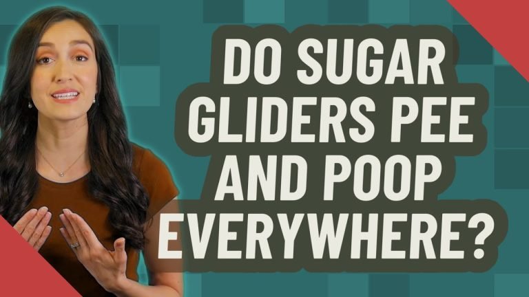 Do Sugar Gliders Poop Everywhere