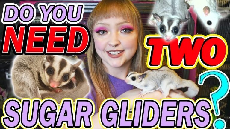 Do You Need Two Sugar Gliders