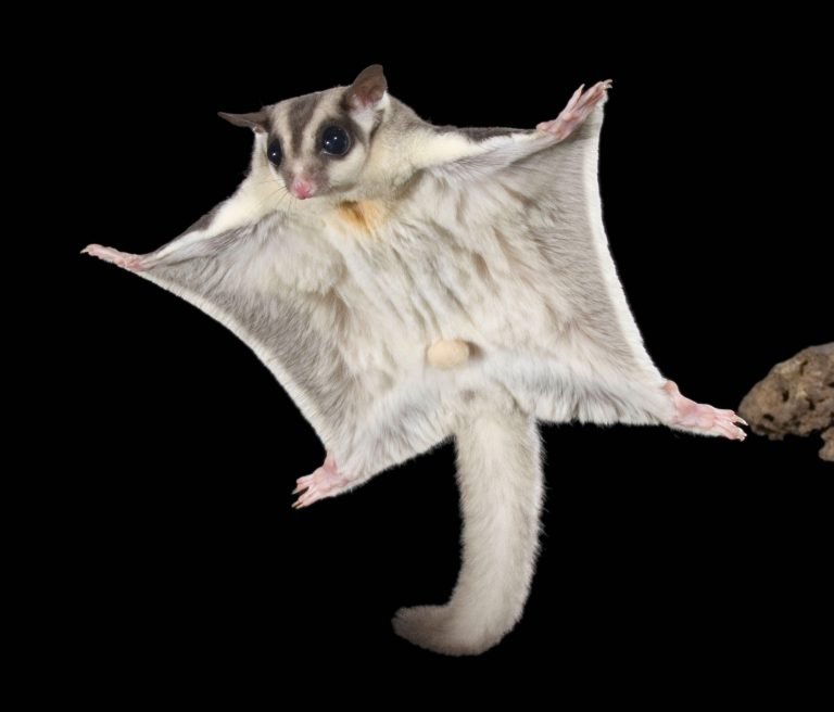 How Did Sugar Gliders Get Their Name