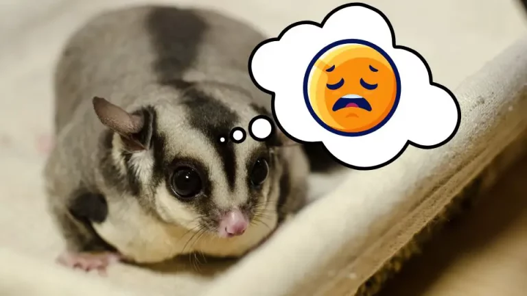 How Do I Know If My Sugar Glider Is Dying