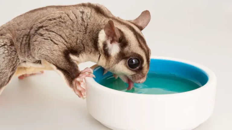 How Do Sugar Gliders Drink Water
