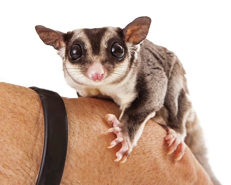 How Loud Are Sugar Gliders