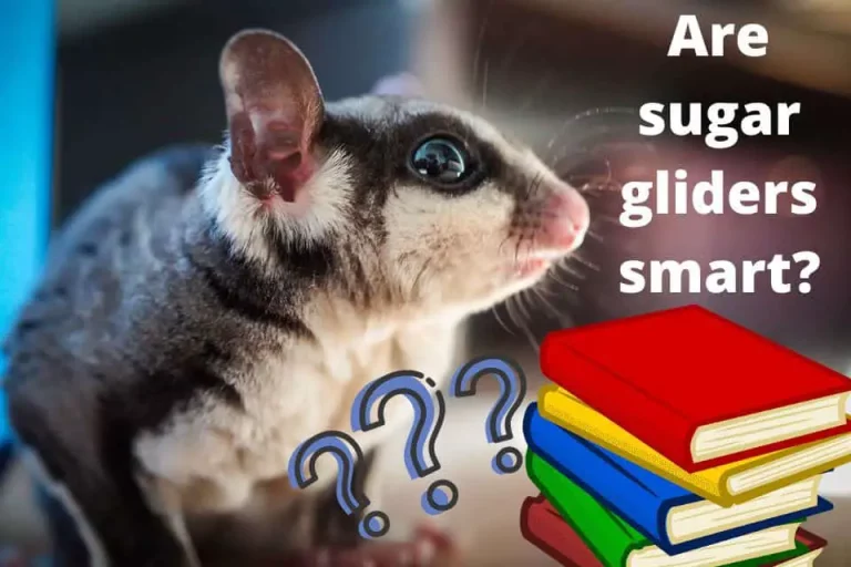 How Smart Are Sugar Gliders