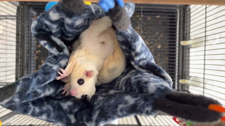 How To Know If Your Sugar Glider Is Pregnant