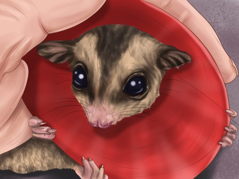 How To Pick Up A Sugar Glider