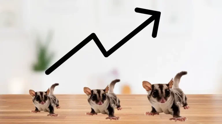 How To Tell How Old A Sugar Glider Is