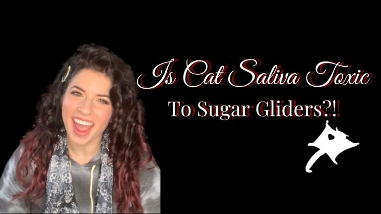 Is Cat Saliva Toxic To Sugar Gliders
