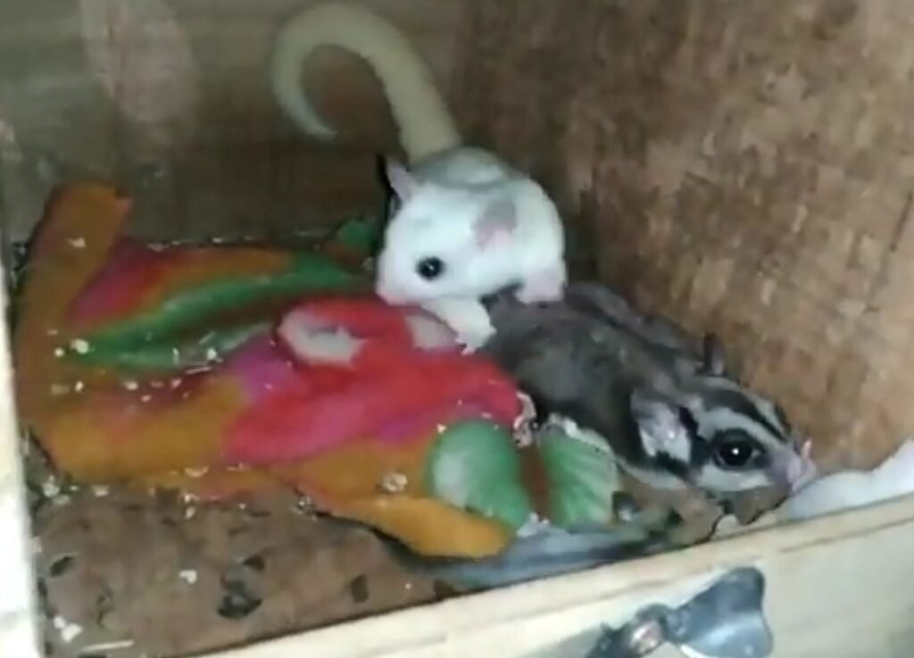 Sugar Glider Reproduction Basics