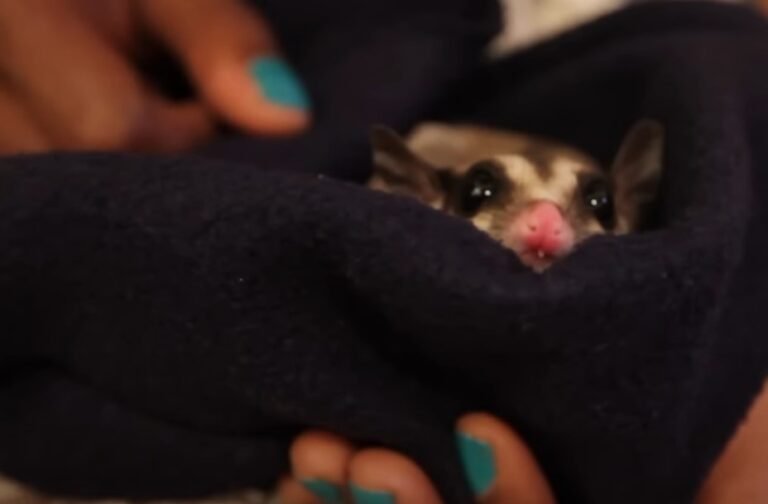 What Airlines Allow Sugar Gliders