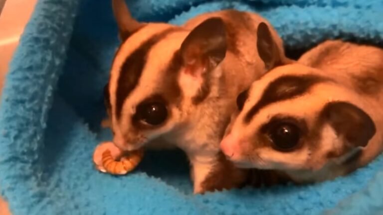 What Can You Feed Sugar Gliders