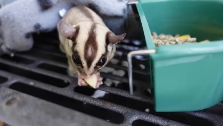 What Do Sugar Gliders Need To Eat