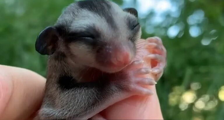 What Do Sugar Gliders Need To Survive