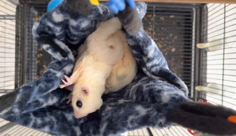 What Does A Pregnant Sugar Glider Look Like