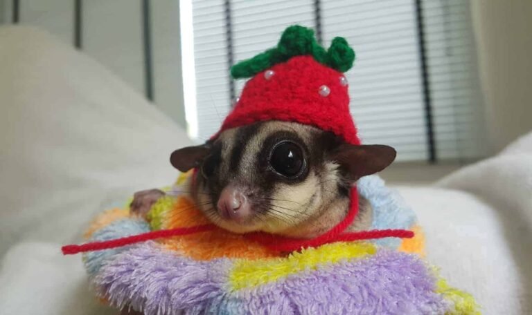 What Do Sugar Gliders Like To Play With