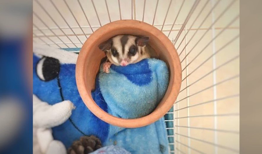 The Importance of Vegetables in a Sugar Glider's Diet