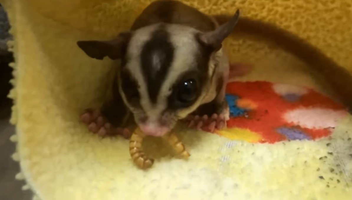 What Can You Feed Sugar Gliders - PETLOQ