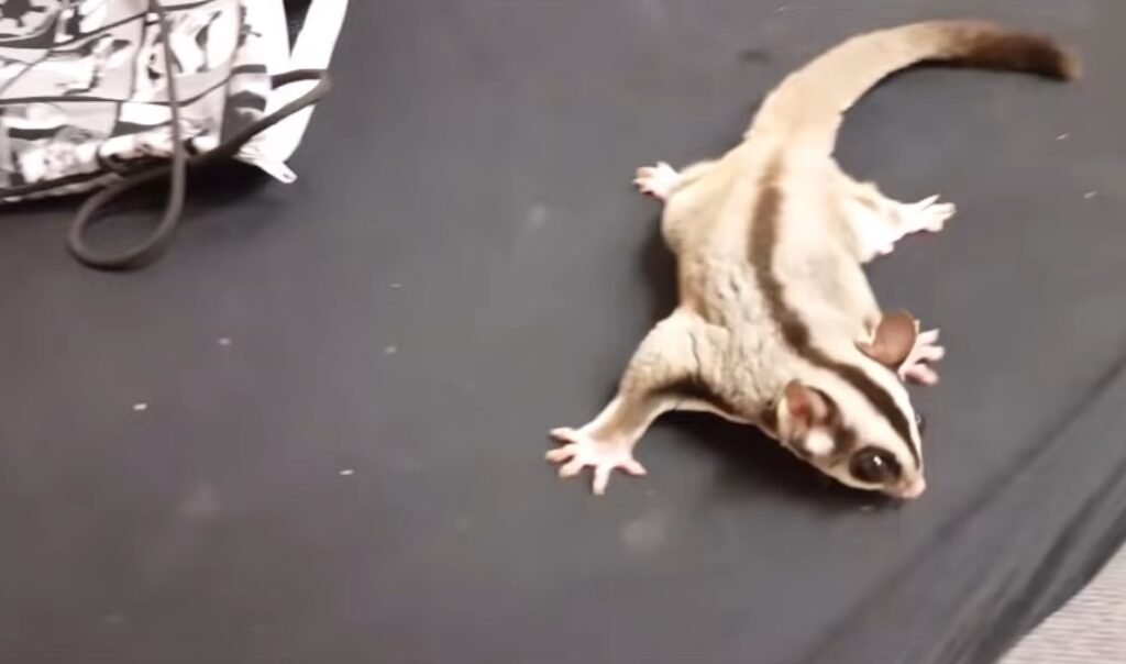 The Pros and Cons of Keeping Sugar Gliders as Pets