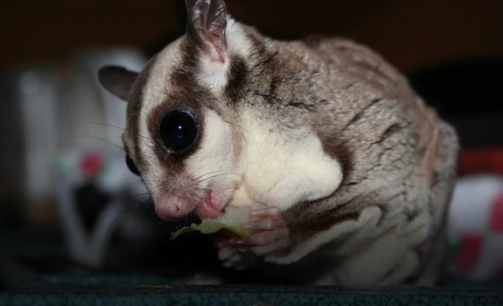 The Sugar Glider's Taxonomy and Classification