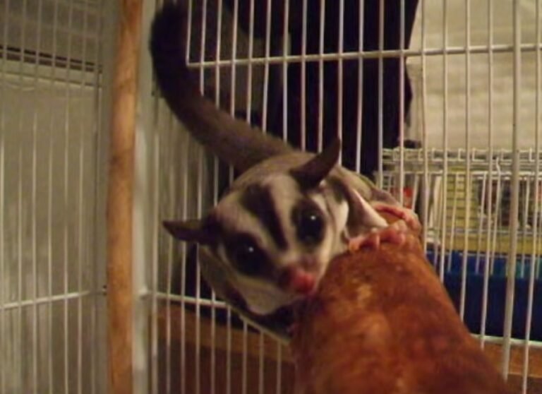 What Does It Mean When A Sugar Glider Barks