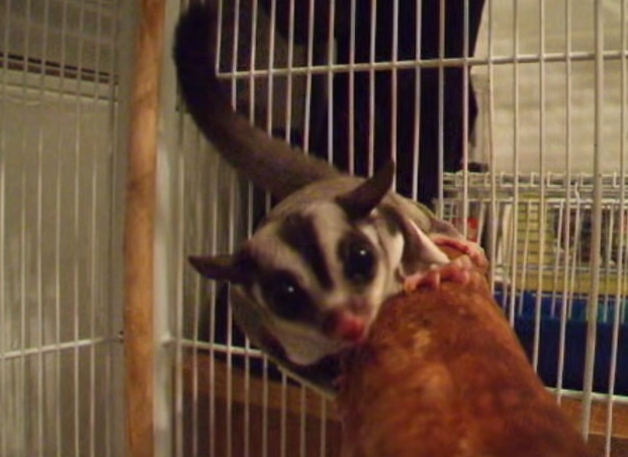 What Does It Mean When A Sugar Glider Barks