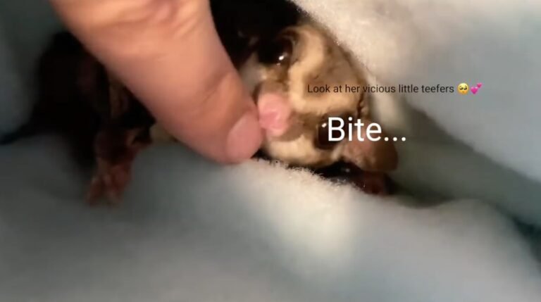 What Happens If A Sugar Glider Bites You