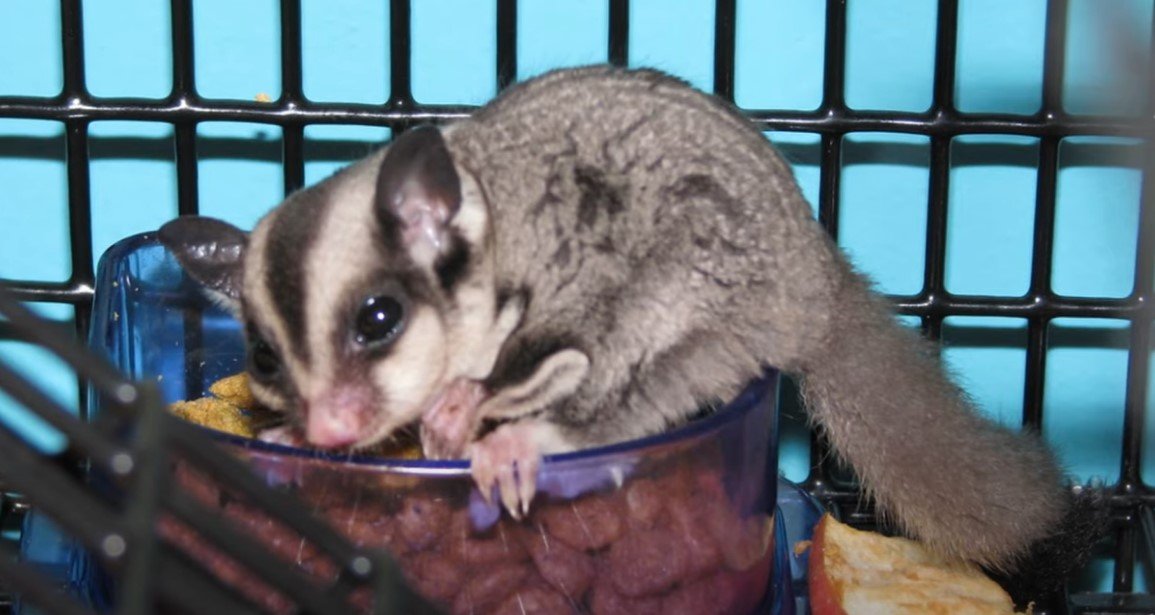 What Is A Male Sugar Glider Called
