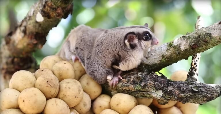What Is A Sugar Gliders Natural Habitat