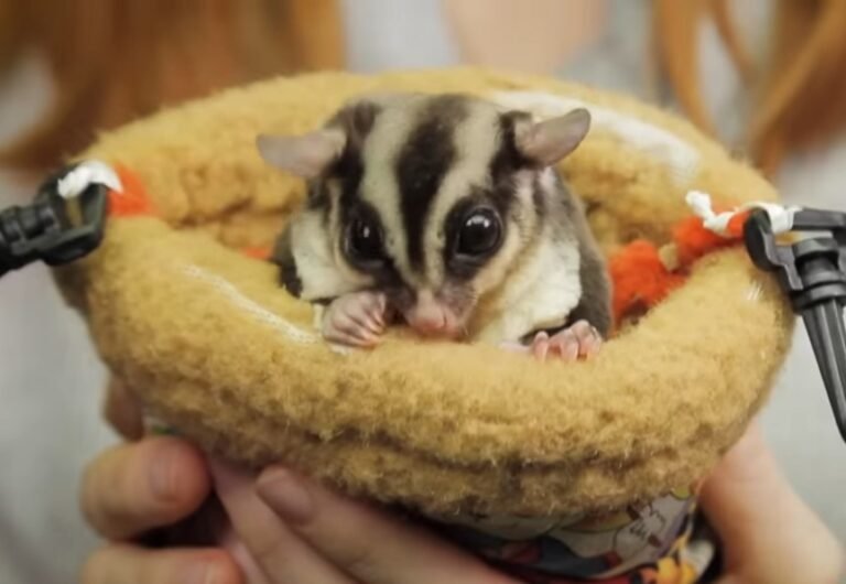 What Is The Life Expectancy Of A Sugar Glider