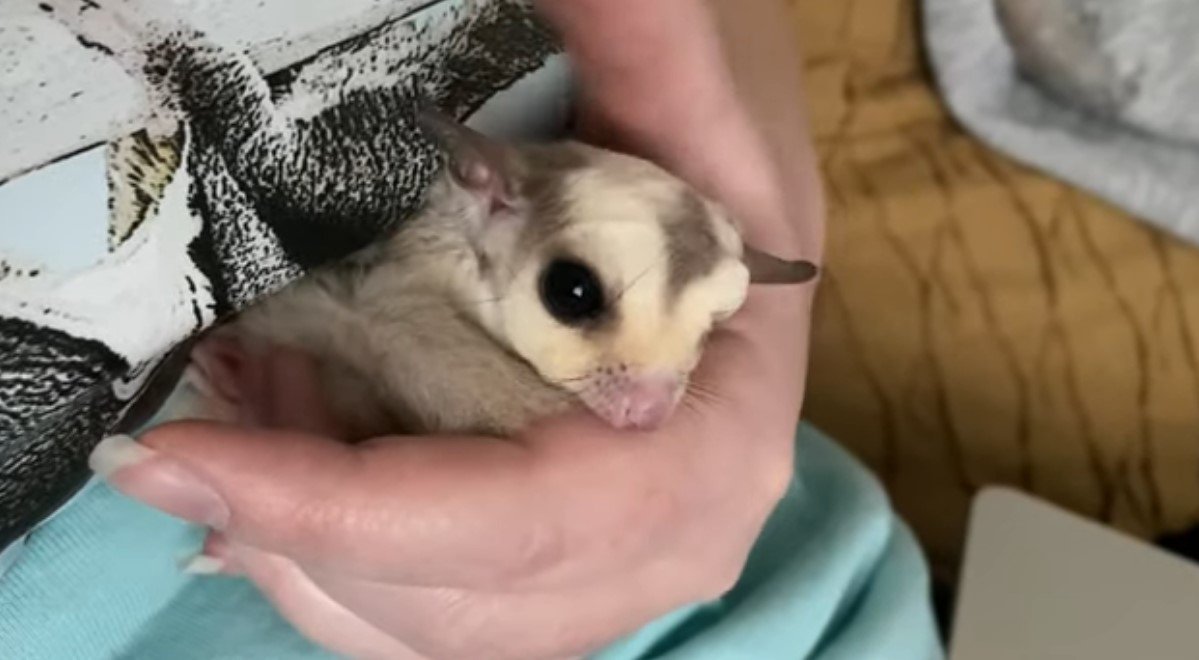 What Is Toxic To Sugar Gliders