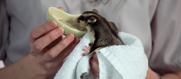 What Not To Feed Sugar Gliders