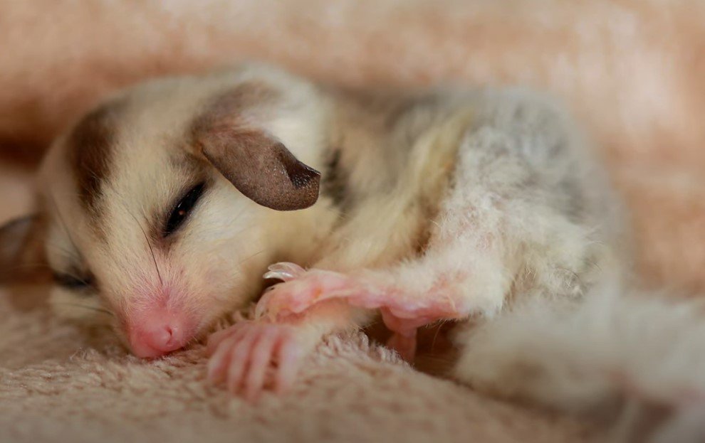 What Temperature Range is Ideal for Sugar Gliders?