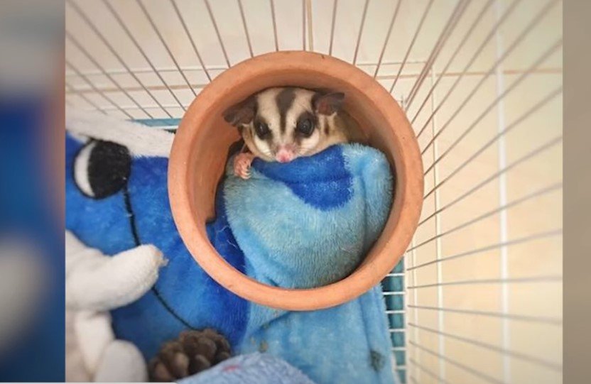 What Temperature Do Sugar Gliders Need