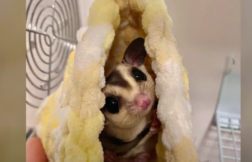 What Temperature Range is Ideal for Sugar Gliders?