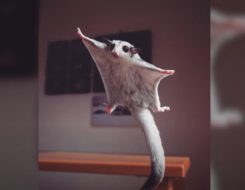 What You Need To Know About Sugar Gliders