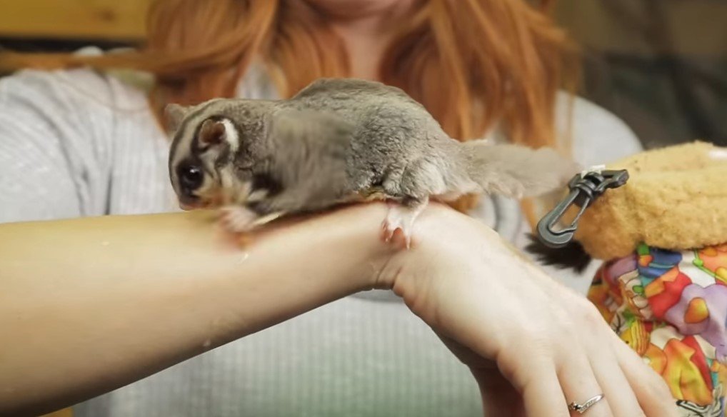What is the life expectancy of a sugar glider