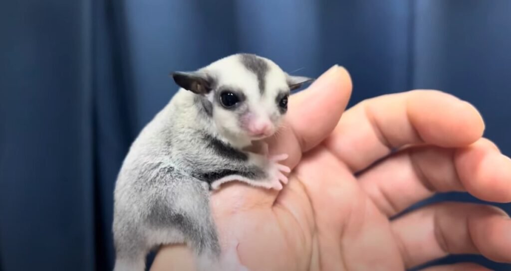 Adopting a Sugar Glider from a Rescue or Shelter