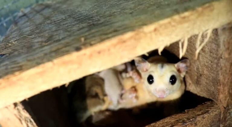 Where Can I Buy A Sugar Glider Pet