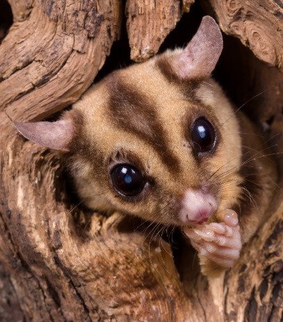 Are Australian Sugar Gliders Affected By The Wildfires