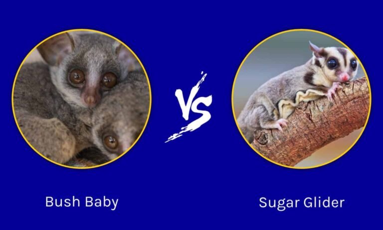 Are Bush Babies And Sugar Gliders The Same