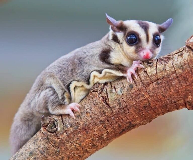 Are Bush Babies Related To Sugar Gliders