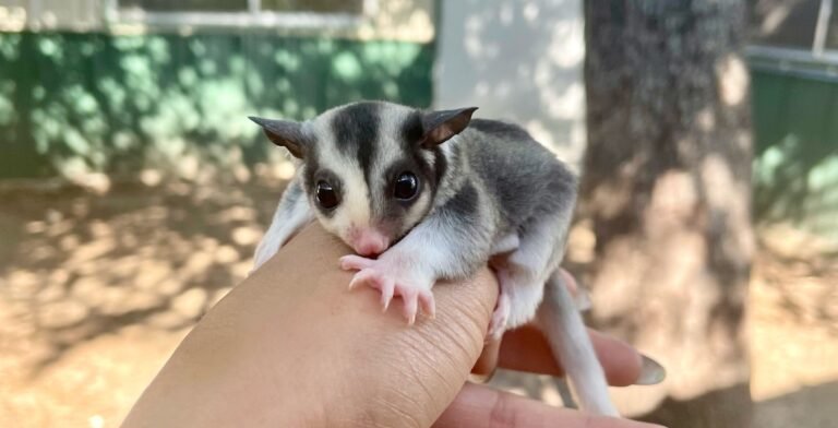 Where Do They Sell Sugar Gliders