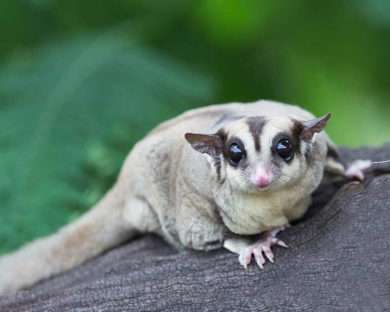 Where Is It Legal To Own A Sugar Glider