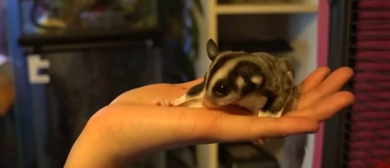 Why Do Sugar Gliders Lick You