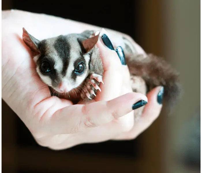 Why Is My Sugar Glider Not Eating