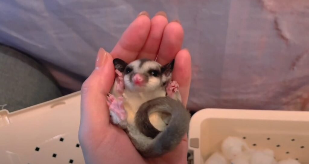 Characteristics of Female Sugar Gliders