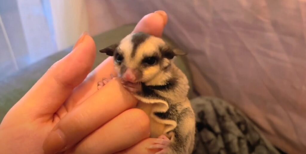 Characteristics of Male Sugar Gliders