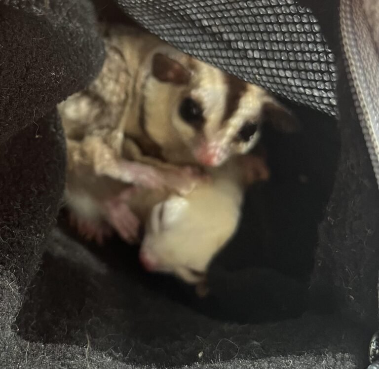 Are Sugar Gliders Illegal in California: What You Need to Know