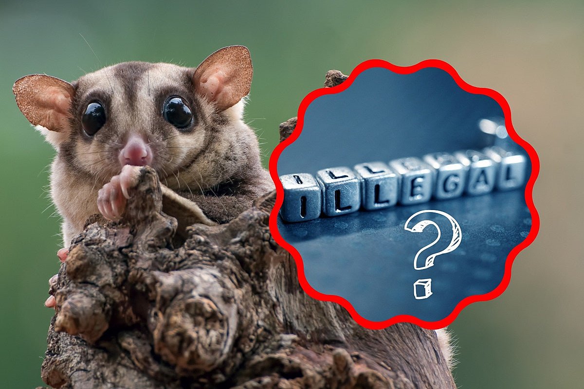 Are Sugar Gliders Legal in Arkansas